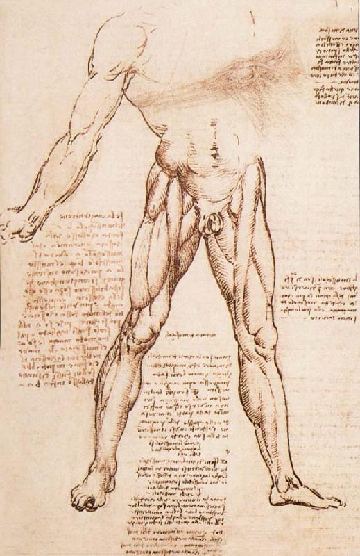 LEONARDO da Vinci Muscle structure of the thigh oil painting image